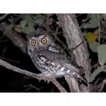 Whiskered Screech-Owl. Photo by Rick Taylor. Copyright Borderland Tours. All rights reserved.