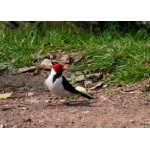 Yellow-billed Cardinal. Photo by Rick Taylor. Copyright Borderland Tours. All rights reserved.