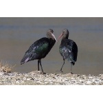 Puna Ibis. Photo by Luis Segura. All rights reserved.