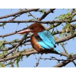 White-throated Kingfisher. Photo by Rick Taylor. Copyright Borderland Tours. All rights reserved.