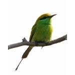 Green Bee-eater. Photo by Rick Taylor. Copyright Borderland Tours. All rights reserved.