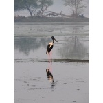 Black-necked Stork. Photo by Rick Taylor. Copyright Borderland Tours. All rights reserved.