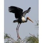 Painted Stork. Photo by Rick Taylor. Copyright Borderland Tours. All rights reserved.
