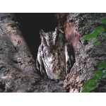 Eastern Screech-Owl. Photo by Rick Taylor. Copyright Borderland Tours. All rights reserved.