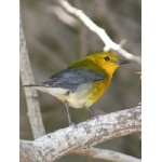 Prothonotary Warbler, usually a common species in a spring 
