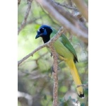 Green Jay. Photo by Mark Rosenstein. All rights reserved.