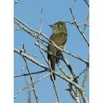 Least Flycatcher. Photo by Rick Taylor. Copyright Borderland Tours. All rights reserved.
