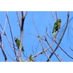 Olive-throated Parakeets. Photo by Rick Taylor. Copyright Borderland Tours. All rights reserved.