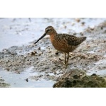 Short-billed Dowitcher. Photo by Bryan J. Smith. All rights reserved