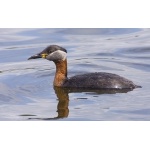 Red-necked Grebe. Photo by Dave Kutilek. All rights reserved