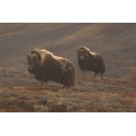 Two Musk Ox at Nome. Photo by Adam Riley. All rights reserved