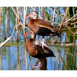 Black-bellied Whistling-Ducks. Photo by Rick Taylor. Copyright Borderland Tours. All rights reserved.   