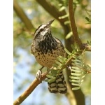 Cactus Wren. Photo by Rick Taylor. Copyright Borderland Tours. All rights reserved. 