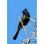 Phainopepla. Photo by Rick Taylor. Copyright Borderland Tours. All rights reserved. 