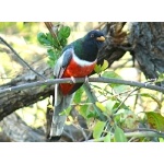 Wintering Elegant Trogon. Photo by Rick Taylor. Copyright Borderland Tours. All rights reserved.
