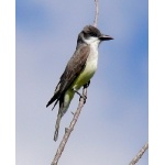 Thick-billed Kingbird. Photo by Rick Taylor. Copyright Borderland Tours. All rights reserved.    