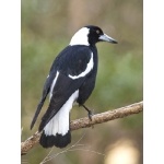 Australian Magpie. Photo by Dave Semler. All rights reserved.