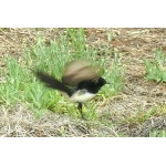 Willie Wagtail. Photo by Rick Taylor. Copyright Borderland Tours. All rights reserved.