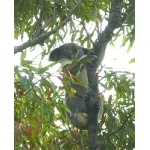 Koala. Photo by Rick Taylor. Copyright Borderland Tours. All rights reserved.