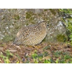 Brown Quail. Photo by Dave Semler. All rights reserved.