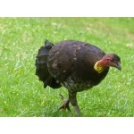 Australian Brush-Turkey. Photo by Larry Sassaman. All rights reserved.