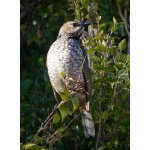 Regent Bowerbird, female. Photo by Rick Taylor. Copyright Borderland Tours. All rights reserved.