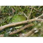 Spotted Catbird. Photo by Dave Semler. All rights reserved.