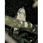 Marbled Frogmouth. Photo by Rick Taylor. Copyright Borderland Tours. All rights reserved.