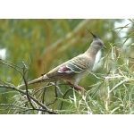 Crested Pigeon. Photo by Rick Taylor. Copyright Borderland Tours. All rights reserved.