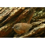 Dusky Grasswren. Photo by Rick Taylor. Copyright Borderland Tours. All rights reserved.