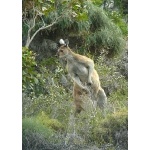 Western Gray Kangaroo. Photo by Rick Taylor. Copyright Borderland Tours. All rights reserved. 