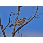 Horsfield's Bronze-Cuckoo. Photo by Mike West. All rights reserved. 