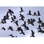 Red-tailed Black-Cockatoos in flight. Photo by Mike West. All rights reserved.