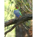 Red-capped Parrot. Photo by Rick Taylor. Copyright Borderland Tours. All rights reserved.