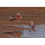 Pink Cockatoos & Galahs. Photo by Mike West. All rights reserved. 