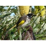 White-cheeked Honeyeater. Photo by Larry Sassaman All rights reserved.