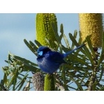 Splendid Fairywren. Photo by Larry Sassaman. All rights reserved