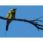 Rainbow Bee-eater. Photo by Larry Sassaman. All rights reserved