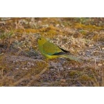 Elegant Parrot. Photo by Mike West. All rights reserved. 