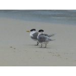 Great Crested Tern. Photo by Larry Sassaman. All rights reserved