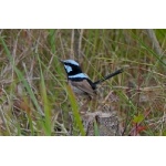 Superb Fairywren. Photo by Mike West. All rights reserved. 