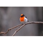 Red-capped Robin. Photo by Mike West. All rights reserved. 