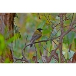 Golden Whistler. Photo by Mike West. All rights reserved. 