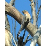 Fan-tailed Cuckoo Photo by Rick Taylor. Copyright Borderland Tours. All rights reserved.