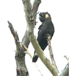 Slender-billed Black-Cockatoo. Photo by Rick Taylor. Co[pyright Borderland Tours. All rights reserved. 