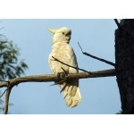 Sulphur-crested Cockatto. Photo by Larry Sassaman All rights reserved.