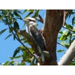 Laughing Kookaburra. Photo by Larry Sassaman All rights reserved. 