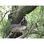 Superb Lyrebird. Photo by Larry Sassaman. All rights reserved