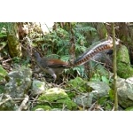 Superb Lyrebird. Photo by Mike West. All rights reserved.