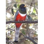 Elegant Trogon. Photo by Pete Grube. All rights reserved.